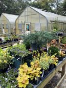 Elizabethan Gardens photo