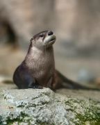 North Carolina Aquarium on Roanoke Island photo
