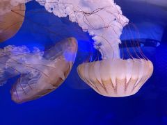 North Carolina Aquarium on Roanoke Island photo