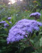 Elizabethan Gardens photo