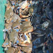 Risky Business Shrimping &amp; Crabbing Charters photo
