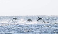 Harbor Star Dolphin Tours photo