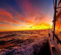 Wild Card Sportfishing Charters photo