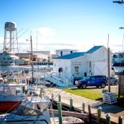 Harbor Star Dolphin Tours photo