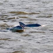 Harbor Star Dolphin Tours photo