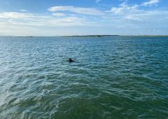 Harbor Star Dolphin Tours photo