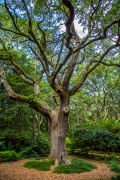 Ancient Live Oak thought to have been a witness to the time of the lost colonist of Roanoke Island in 1587.