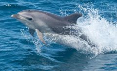 Harbor Star Dolphin Tours photo