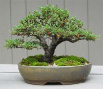 Silver Bonsai Gallery photo