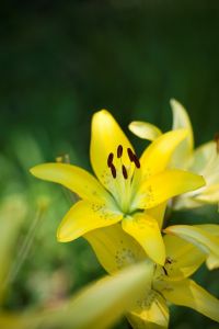 Flowers from The Elizabethan Gardens in Manteo, NC