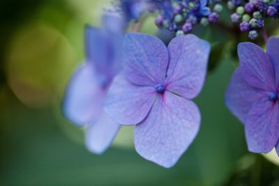 Flowers found at The Elizabethan Gardens in Manteo, NC