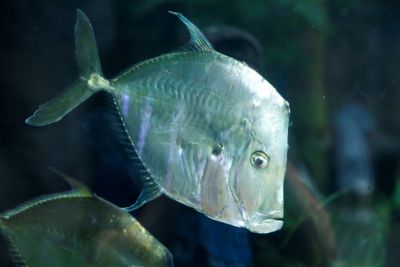 North Carolina Aquarium on Roanoke Island photo