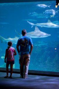 North Carolina Aquarium on Roanoke Island photo