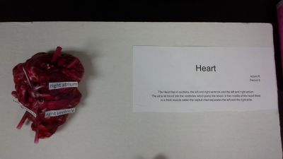 heart model