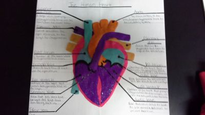 heart model