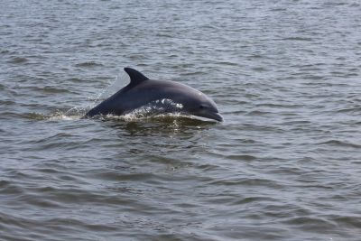 Captain Johnny’s Dolphin Tours photo