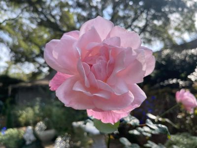 Elizabethan Gardens photo