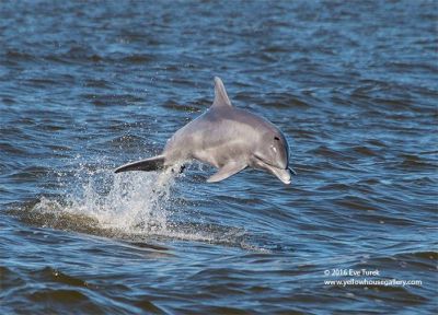 Captain Johnny’s Dolphin Tours photo