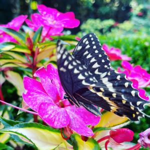 Elizabethan Gardens photo