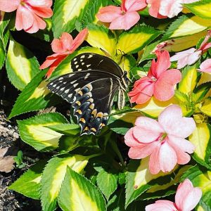 Elizabethan Gardens photo