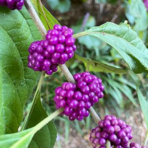Elizabethan Gardens photo