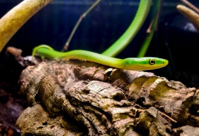 North Carolina Aquarium on Roanoke Island photo