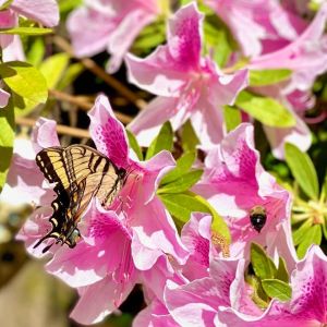 Elizabethan Gardens photo