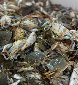Risky Business Shrimping &amp; Crabbing Charters photo