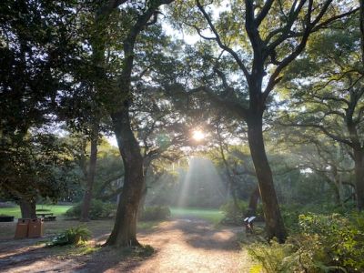 Elizabethan Gardens photo