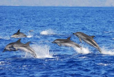 Harbor Star Dolphin Tours photo