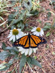 Elizabethan Gardens photo