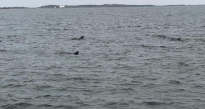 Harbor Star Dolphin Tours photo