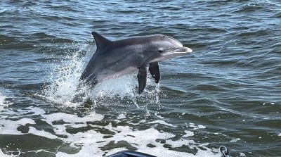 Captain Johnny’s Dolphin Tours photo