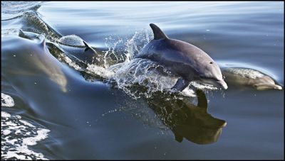Crystal Dawn Head Boat Fishing and Evening Cruise photo