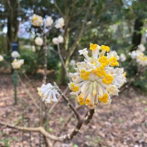 Elizabethan Gardens photo