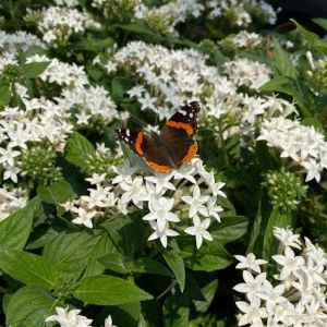 Elizabethan Gardens photo