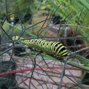 Elizabethan Gardens photo
