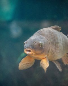 North Carolina Aquarium on Roanoke Island photo