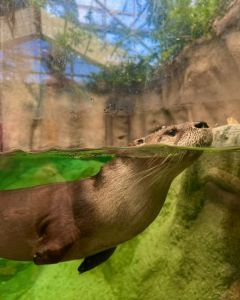North Carolina Aquarium on Roanoke Island photo