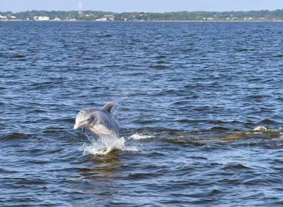Captain Johnny’s Dolphin Tours photo