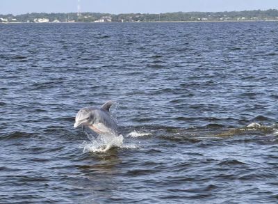 Captain Johnny’s Dolphin Tours photo