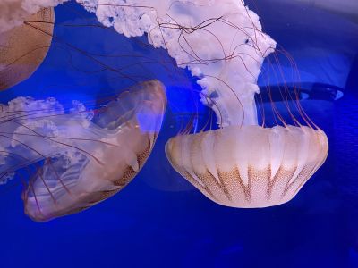 North Carolina Aquarium on Roanoke Island photo