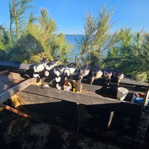 Waverunner Fishing Charters photo