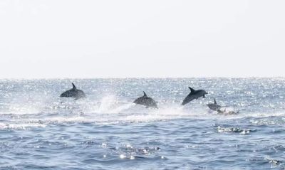 Harbor Star Dolphin Tours photo