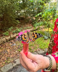 Elizabethan Gardens photo