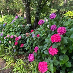 Elizabethan Gardens photo