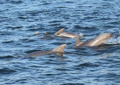 Harbor Star Dolphin Tours photo