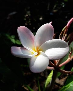 Elizabethan Gardens photo