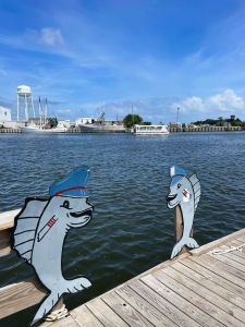 Harbor Star Dolphin Tours photo