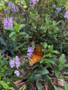 Elizabethan Gardens photo